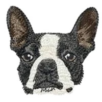 Boston Terrier