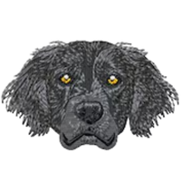 Golden Retriever Black