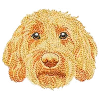 Labradoodle