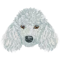 Poodle White