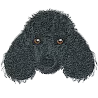 Poodle Black